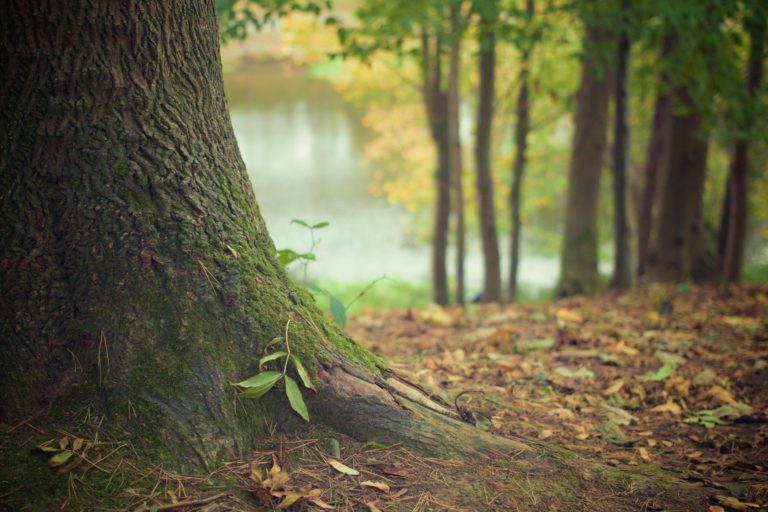 Pressemitteilung: Wald in Thüngersheim schützen