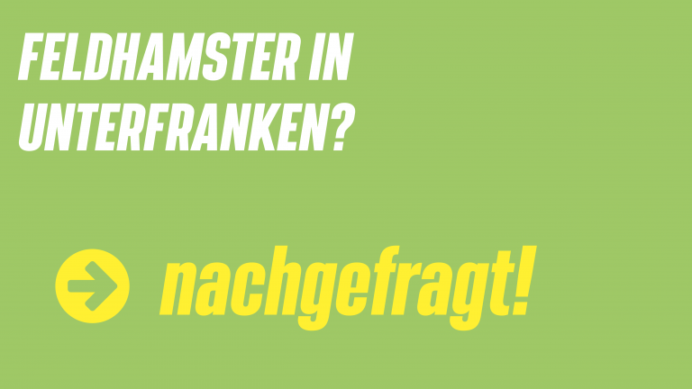 Feldhamster in Unterfranken